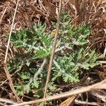 Parthenium hysterophorus Feuille