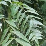 Koelreuteria bipinnata Leaf