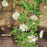 Symphyotrichum lanceolatum Flower