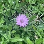 Dimorphotheca jucunda Çiçek