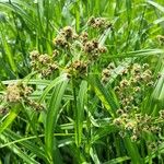 Scirpus atrovirens Likasa