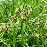 Scirpus atrovirens 叶