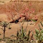 Aloe secundifloraHabitat