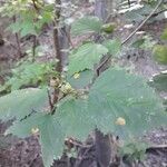 Crataegus marshallii Leaf