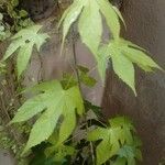 Kalopanax septemlobus Leaf