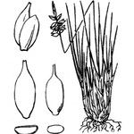 Carex pulicaris 其他