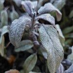 Salvia officinalis Leaf