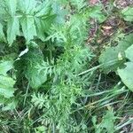 Lepidium didymum 葉
