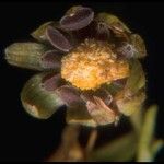 Blennosperma bakeri Virág