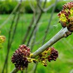 Ulmus pumila Blüte