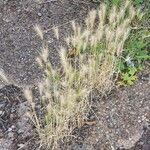 Hordeum murinum Habit