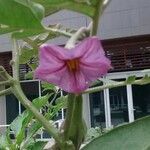 Solanum melongena Flor