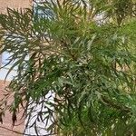 Grevillea robusta List