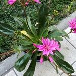 Lewisia cotyledon Листок