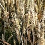 Triticum turgidum Ffrwyth