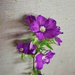 Legousia speculum-veneris Flower