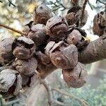 Cupressus arizonica Fruit