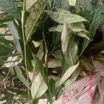 Dichostemma glaucescens Leaf