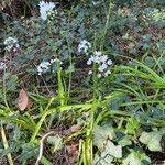 Allium neapolitanum Hábito