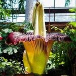 Amorphophallus titanum Цветок