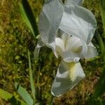 Iris florentina Цвят