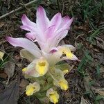 Curcuma caesia