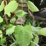 Cercidiphyllum japonicum Leaf