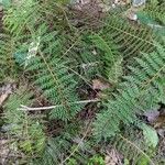 Polystichum setiferum Συνήθη χαρακτηριστικά