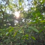 Ligustrum sinenseFrucht