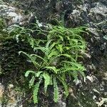 Asplenium trichomanesList