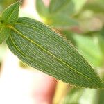 Pterolepis glomerata Leaf