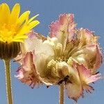 Calendula tripterocarpa Kwiat