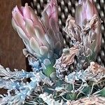 Gymnocalycium anisitsii Кветка