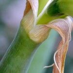 Hippeastrum reginae Rhisgl