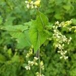 Fagopyrum tataricum Flower