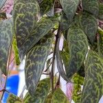 Aeschynanthus longicaulis Leaf