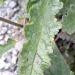 Phacelia pinnatifida Leaf