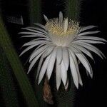 Peniocereus greggii Blüte