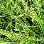 Carex morrowii 葉