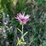 Staehelina dubia Flower