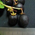 Prunus rhamnoides