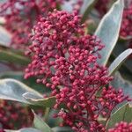 Skimmia japonica برگ