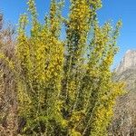 Ulex parviflorus Характер