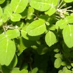 Oxalis frutescens Лист