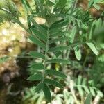 Oxytropis pilosa Blatt