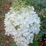 Hydrangea paniculata Flower