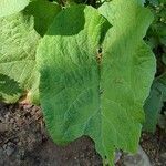 Arctium nemorosum Листок