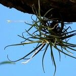 Tillandsia recurvata Blad