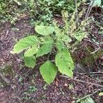 Collinsonia canadensis Hoja