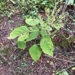 Collinsonia canadensis Blatt